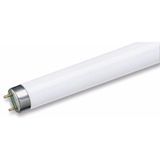 Fluorescent Tube 36W/855 120cm T8