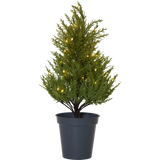 Decorative Tree Thuja