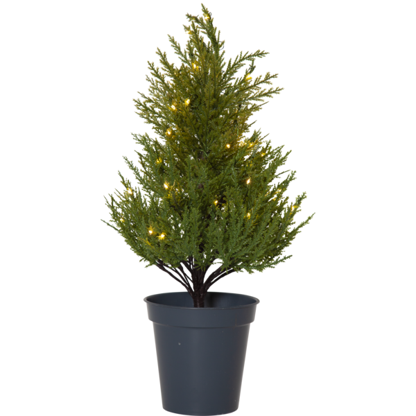 Decorative Tree Thuja image 2