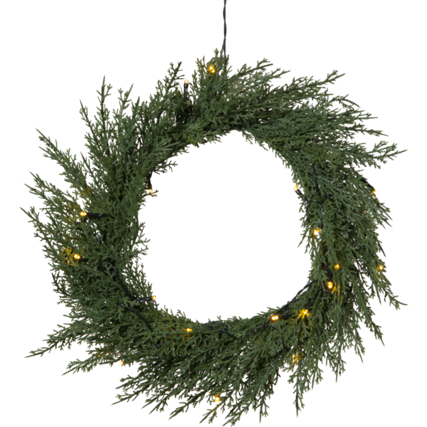 Wreath Thuja image 1