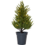 Decorative Tree Thuja thumbnail 2