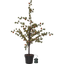 Decorative Tree Larix thumbnail 2